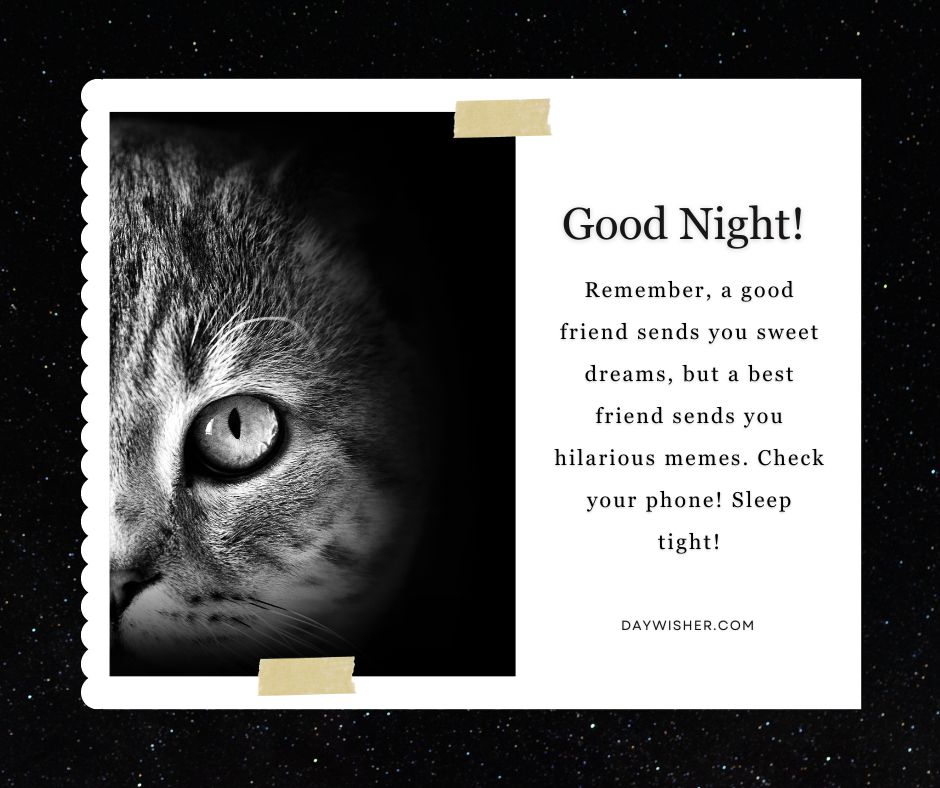 A close-up of a cat's face in black and white, focusing on its eye, displayed within a stamp-like border. The image includes a text message wishing a good night, asserting that a good