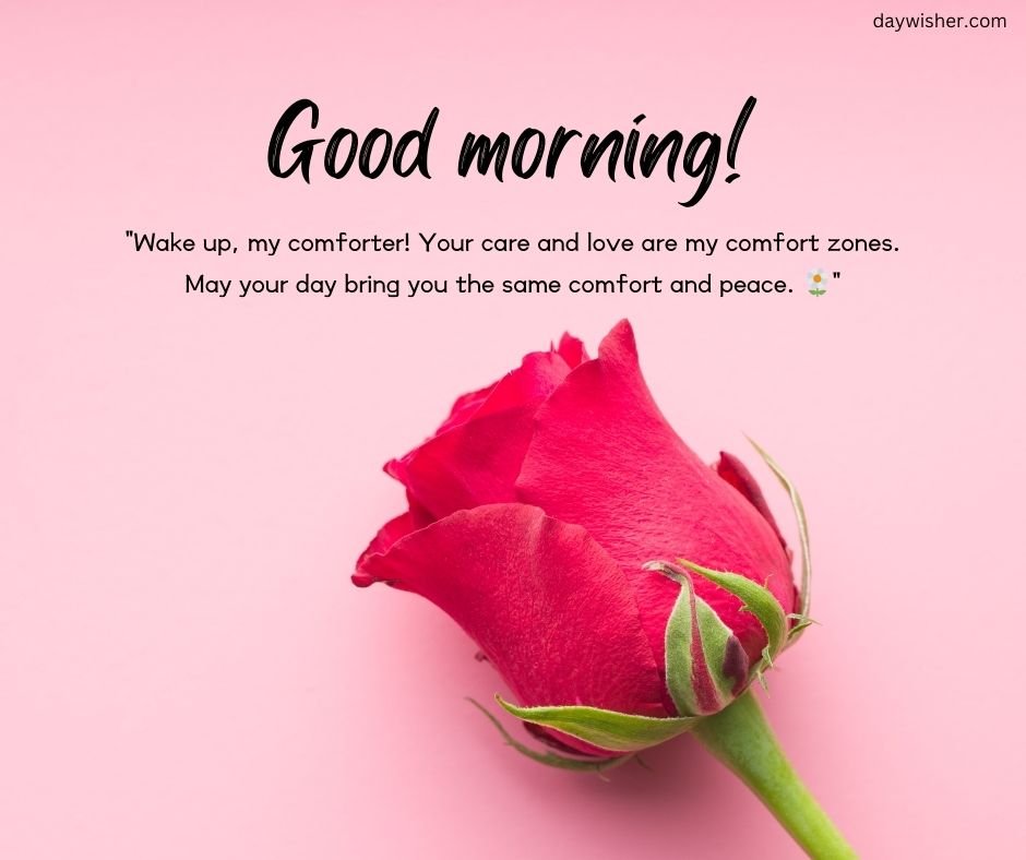 A vibrant red rose lies against a soft pink background with the text "Good Morning Messages for Boyfriend" and a comforting quote about care and love bringing peace and comfort.
