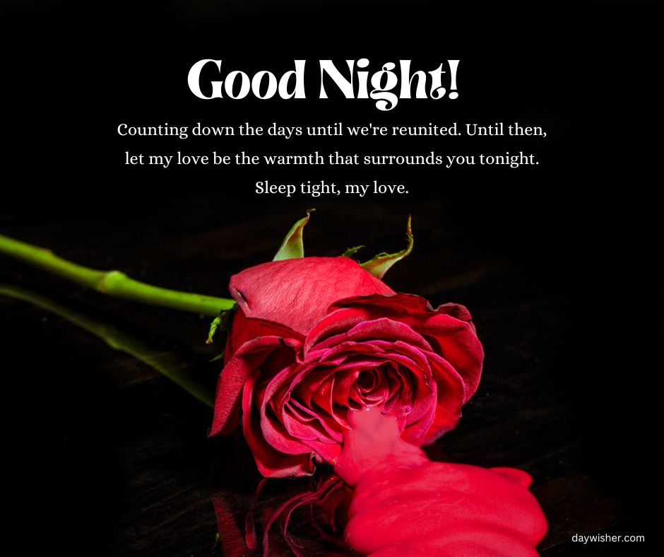 A vibrant red rose lying on a dark surface with the message "Good night! Counting down the days until we're reunited. Until then, let my love be the warmth that surrounds you tonight.