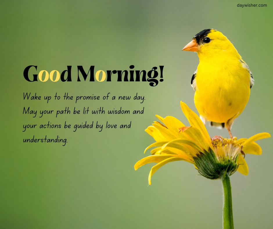 A bright yellow bird perches on a vibrant yellow flower against a soft green background, with a "Spiritual Good Morning!" message sharing an inspirational quote about wisdom, love, and understanding.