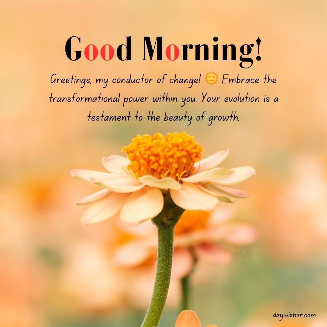 A vibrant image featuring a close-up of an orange flower against a soft, blurry background of warm colors, with the text "Spiritual Good Morning!" and an inspirational message about embracing change and personal growth