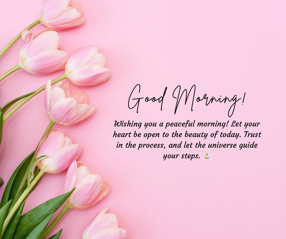 A serene image of light pink tulips on a soft pink background, with an uplifting spiritual good morning message that reads: "Wishing you a peaceful morning! Let your heart be open to the beauty of today. Trust in the process, and let the universe guide your steps." Perfect for spreading positivity and spiritual inspiration.