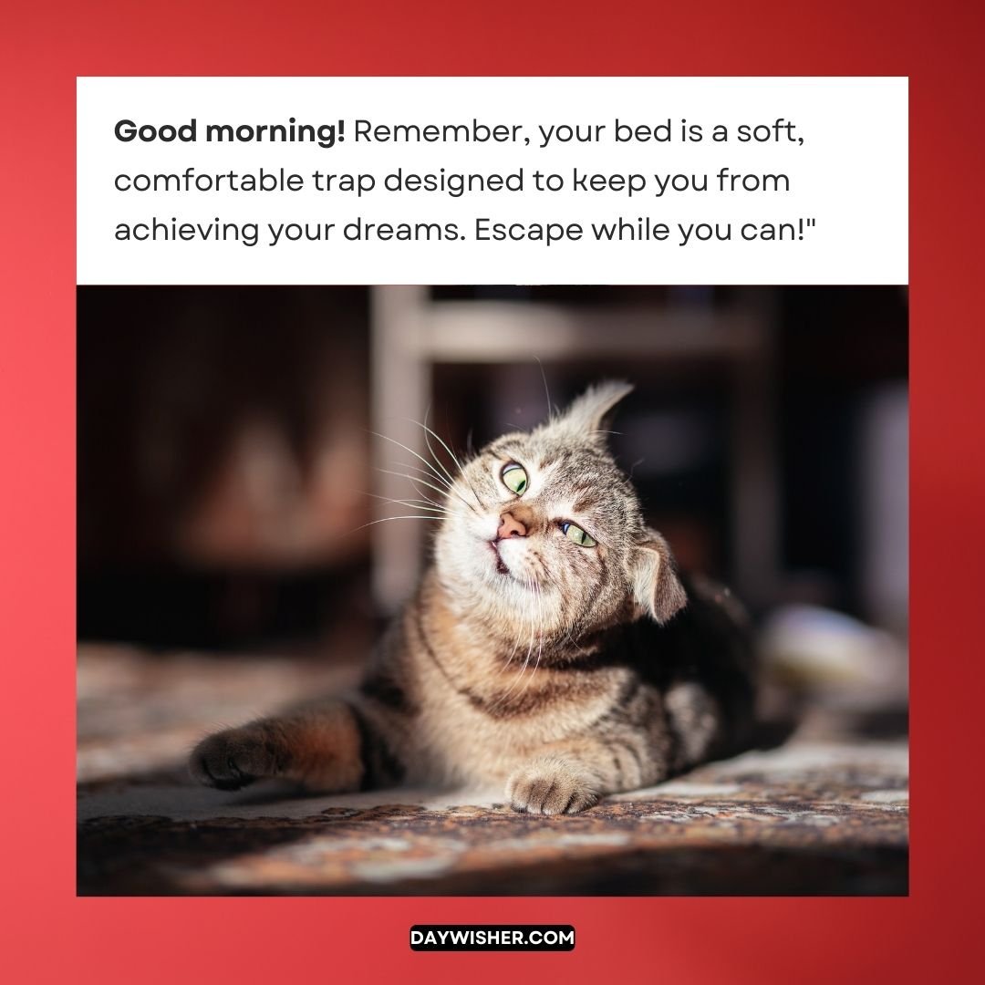 A tabby cat glances upward, bathed in sunlight, with a funny caption about escaping the comforts of bed to pursue dreams.