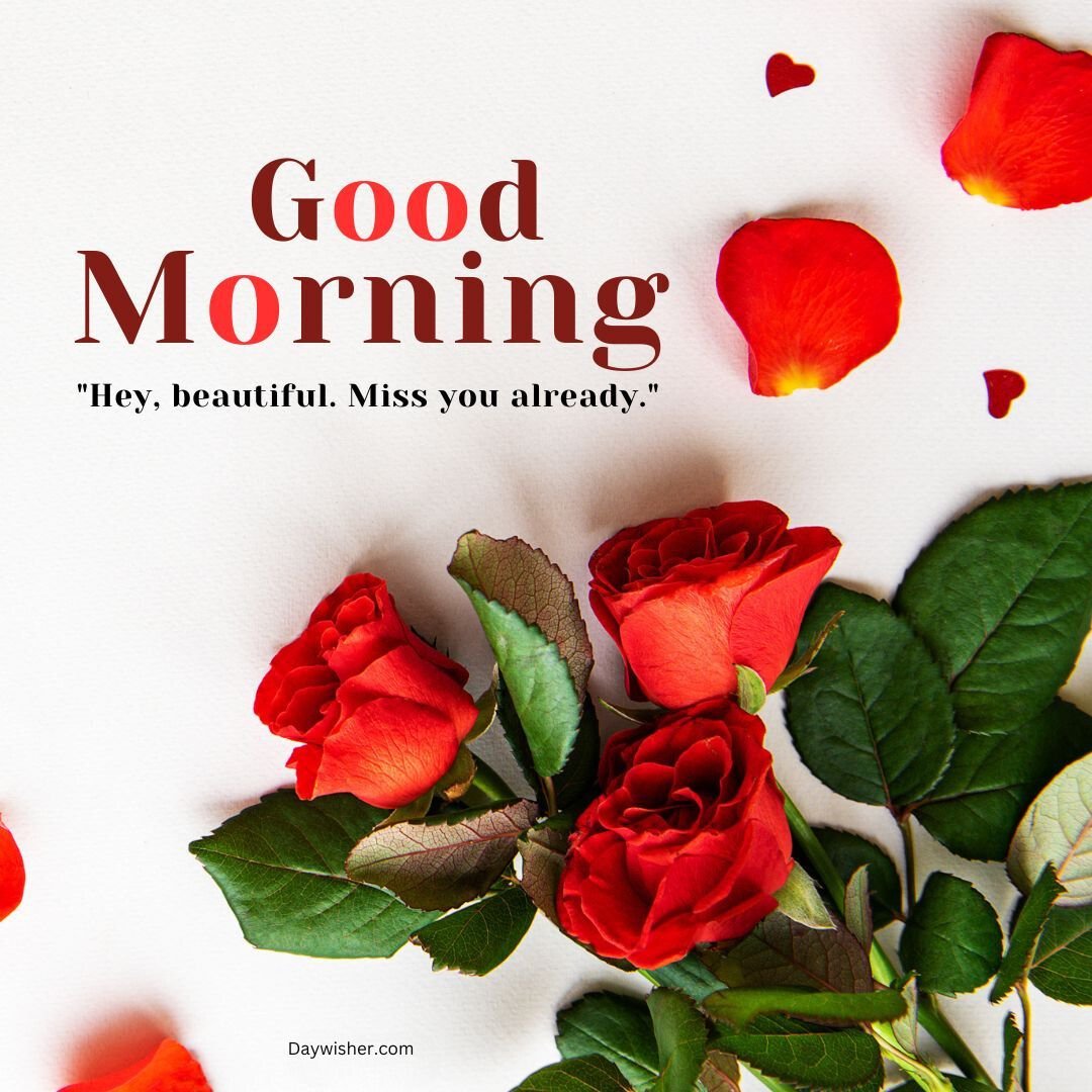 Text "good morning" and "hey, beautiful. miss you already." with red rose petals and roses on a white background, conveying a romantic greeting, perfect for good morning love images.
