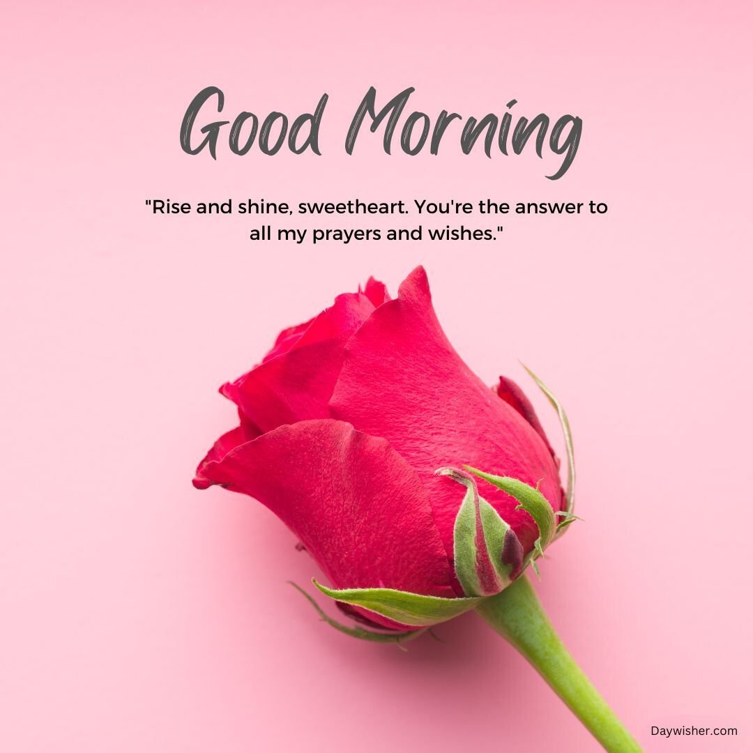 A vibrant red rose with a green stem against a pink background, accompanied by the text "Good Morning Love" and the quote "Rise and shine, sweetheart. You're the answer to all my