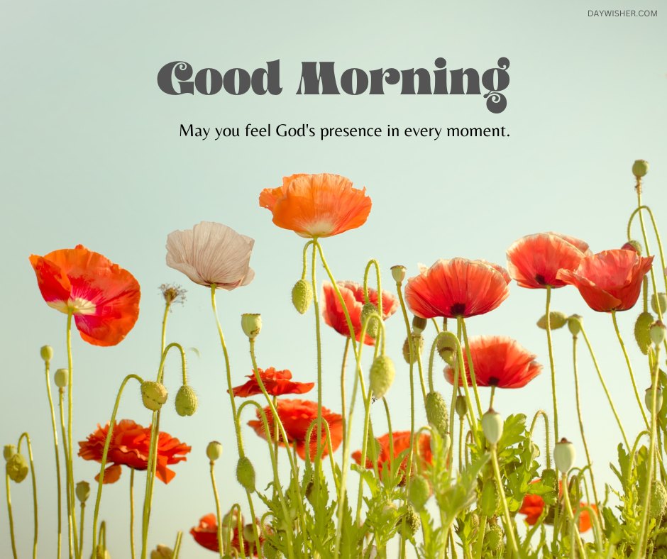 A beautiful good morning blessings image featuring vibrant red and white poppy flowers with the message "Good Morning. May you feel God's presence in every moment." The flowers are set against a clear sky background, symbolizing hope and serenity. This inspirational and religious morning greeting is perfect for sharing positive and uplifting blessings to start the day with a sense of God's presence.