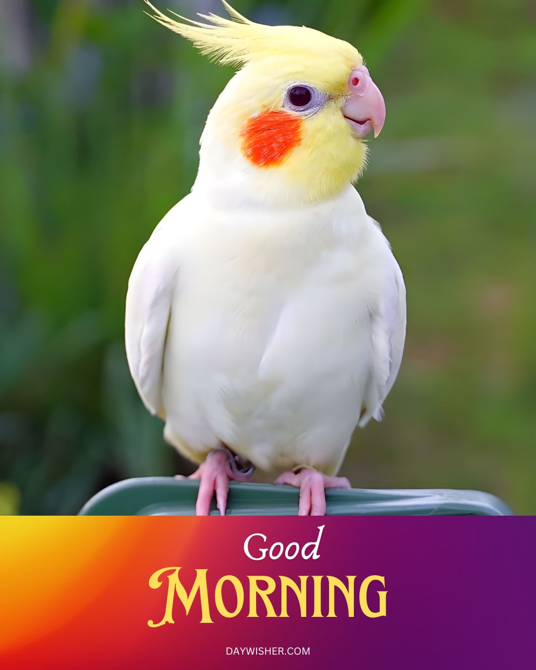 A vibrant photo of a yellow cockatiel with a bright orange cheek patch perched on a blurred green background, accompanied by the words "Good Morning Birds" in a decorative script.