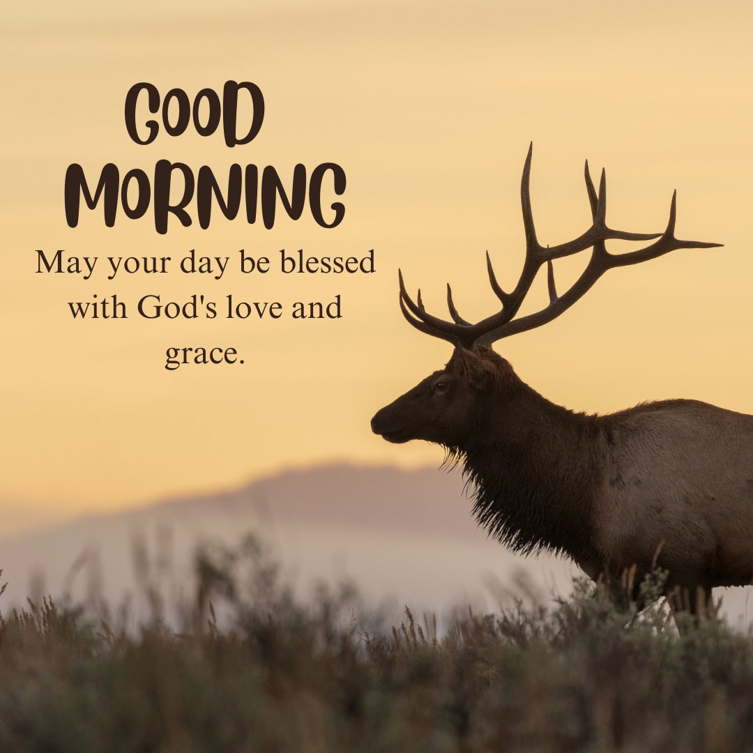 A beautiful good morning blessings image featuring a majestic deer with large antlers against a serene sunrise background. The message reads "Good Morning. May your day be blessed with God's love and grace." The peaceful scene and the uplifting words create an inspirational atmosphere, perfect for sharing religious and motivational morning greetings. This image conveys a sense of divine love and grace, making it ideal for starting the day with positive and spiritual thoughts