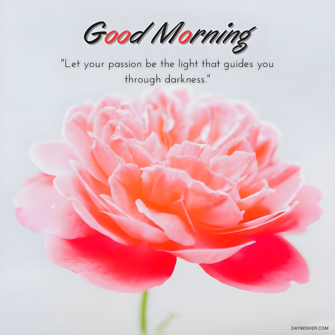 A vibrant coral rose in full bloom with a soft focus background and an inspiring good morning quote, perfect for sharing as a good morning flowers image to start the day.