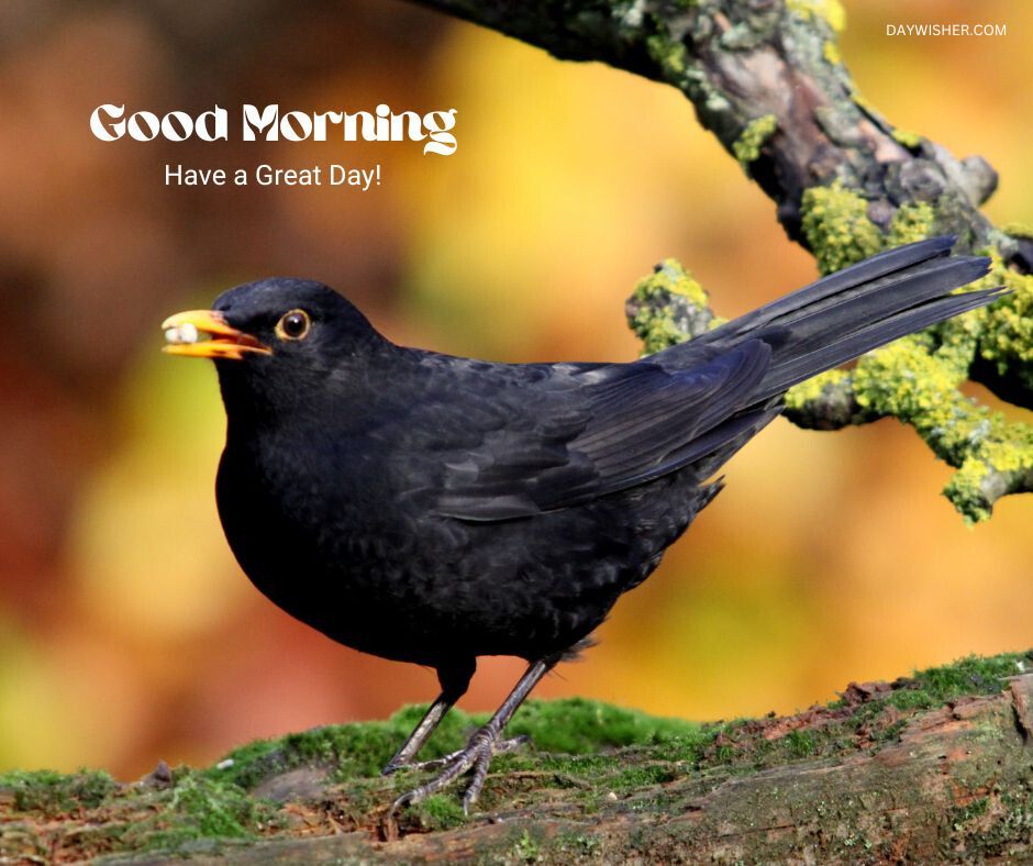 A blackbird with a shiny black plumage and a yellow beak, holding a seed, perched on a moss-covered branch with a colorful autumnal background, accompanied by the greeting 'Good Morning - Have a Great Day!'