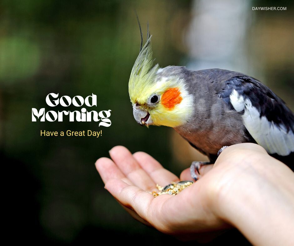 A colorful lovebird with a crest of yellow and cheeks patched with orange, eating from a hand against a blurred natural background, with the cheerful greeting 'Good Morning - Have a Great Day!