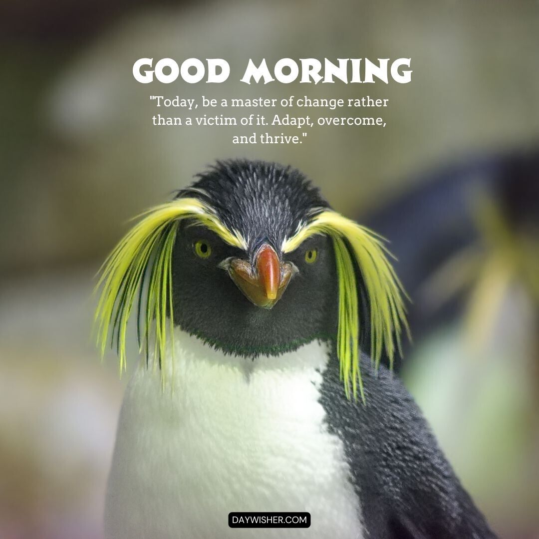 A close-up of a rockhopper penguin with distinctive yellow feathered eyebrows and black plumage, staring intently forward, paired with the motivational text 'Good Morning - Today, be a master of change rather than a victim of it. Adapt, overcome, and thrive.