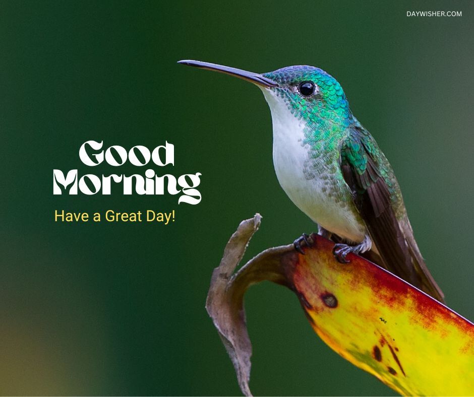 A beautiful close-up of a hummingbird with iridescent green feathers perched delicately on a vividly colored plant, against a soft green background, with the cheerful greeting 'Good Morning - Have a Great Day!'