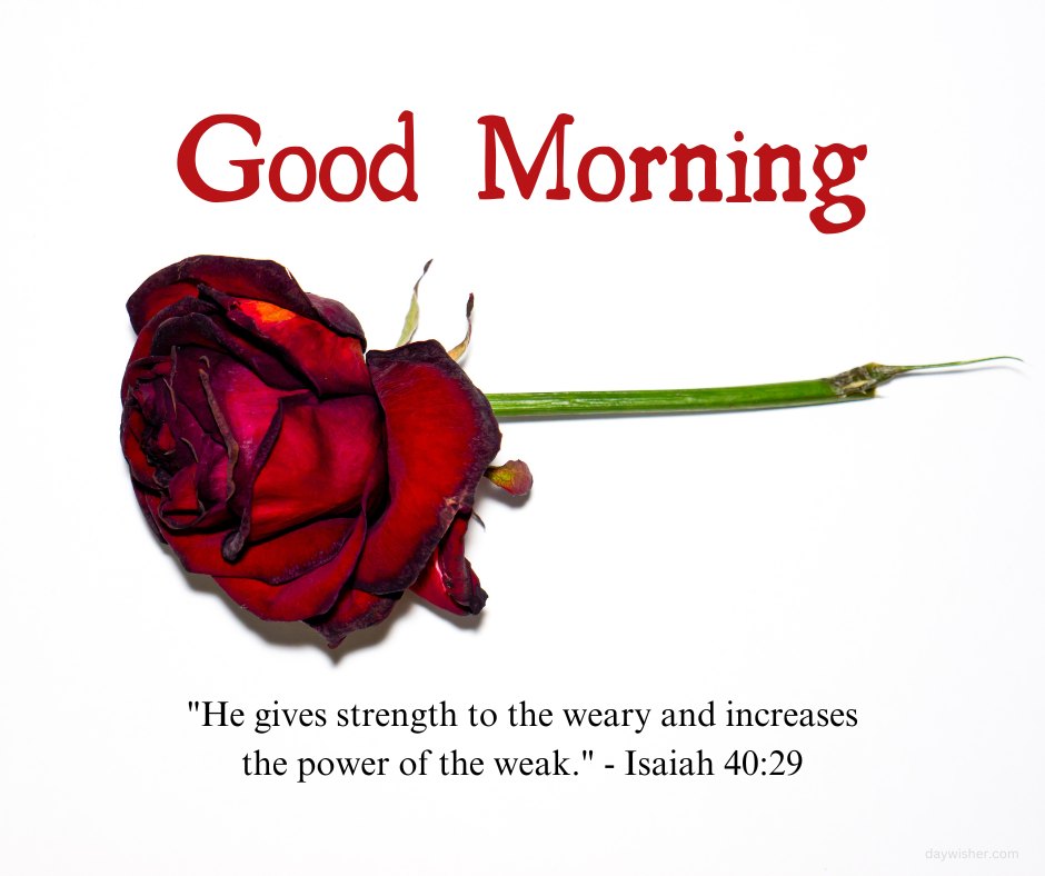 Religious good morning blessings image featuring a single wilted red rose with the powerful Bible verse from Isaiah 40:29, 'He gives strength to the weary and increases the power of the weak.' This image symbolizes resilience and hope, making it a poignant reminder of divine support and encouragement for a spiritually enriched start to the day.