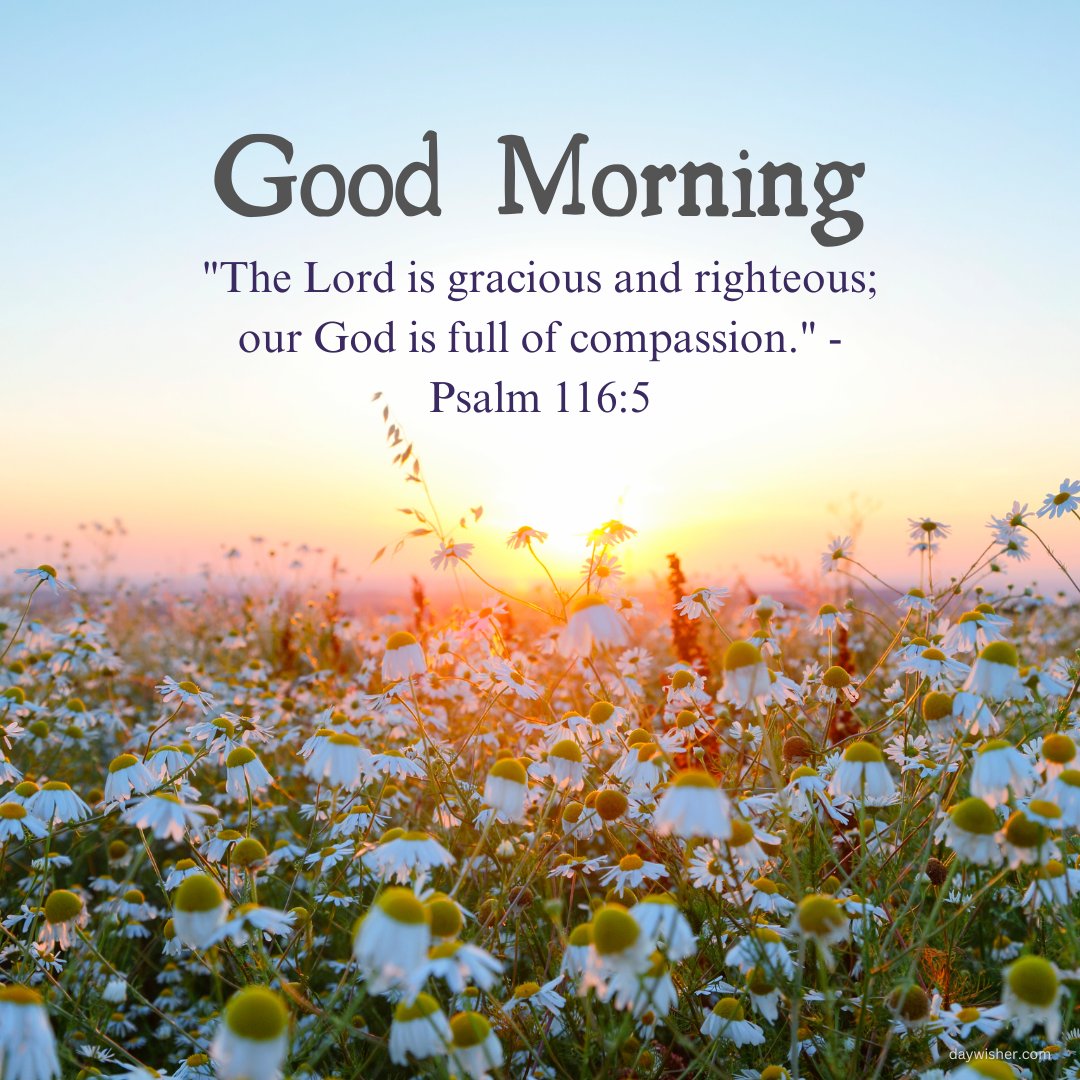 A picturesque morning scene featuring a field of white daisies bathed in the golden light of the rising sun. The text reads "Good Morning. 'The Lord is gracious and righteous; our God is full of compassion.' - Psalm 116:5." This beautiful and inspirational good morning blessing is ideal for sharing a message of divine grace and compassion.