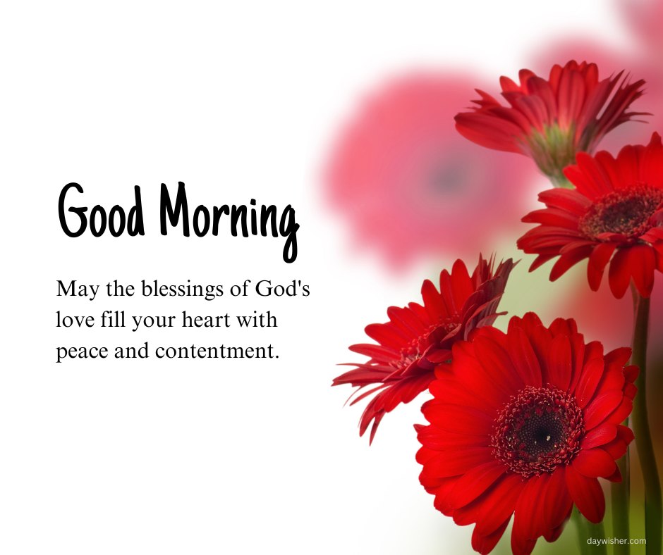 Positive good morning blessings image showing vibrant red gerbera flowers with a gentle and heartwarming message: 'Good Morning! May the blessings of God's love fill your heart with peace and contentment.' This beautifully composed image with its deep red hues and inspirational quote offers encouragement and a peaceful start to the day.