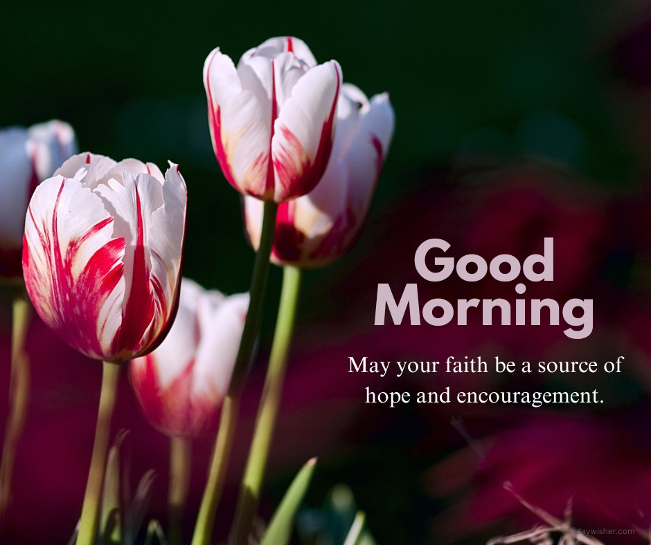 Beautiful good morning blessings image featuring red and white tulips bathed in soft sunlight. The message, 'Good Morning! May your faith be a source of hope and encouragement,' is placed thoughtfully to inspire positivity and spiritual reflection. These striking tulips, with their bold colors, serve as a metaphor for vitality and renewal, making this image a perfect way to convey blessings and inspiration at the start of the day.