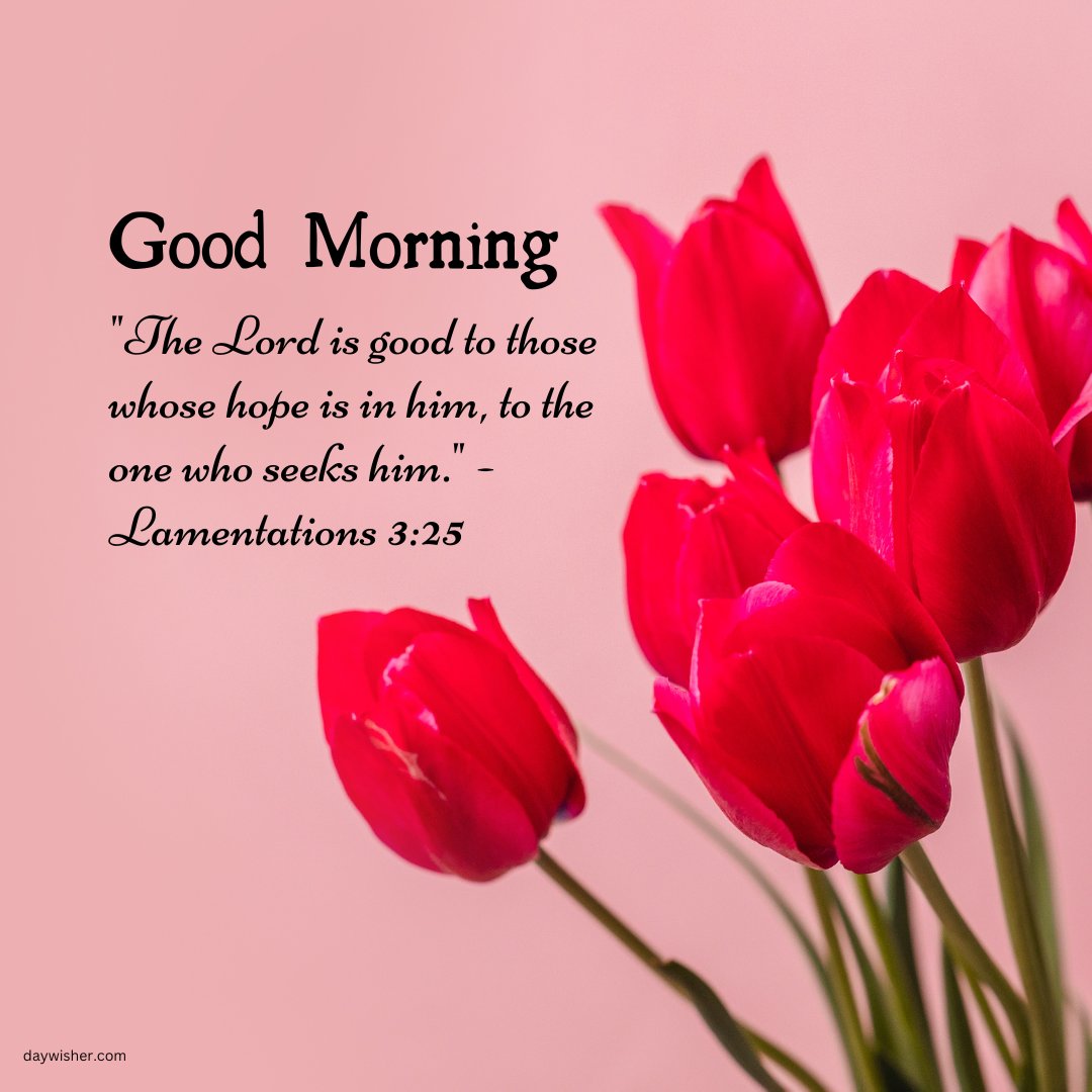 Beautiful good morning blessings image featuring vivid pink tulips against a soft pink background with an uplifting Bible verse from Lamentations 3:25, 'The Lord is good to those whose hope is in him, to the one who seeks him.' This image combines the beauty of nature with spiritual encouragement, making it ideal for sharing positivity and faith in the morning.