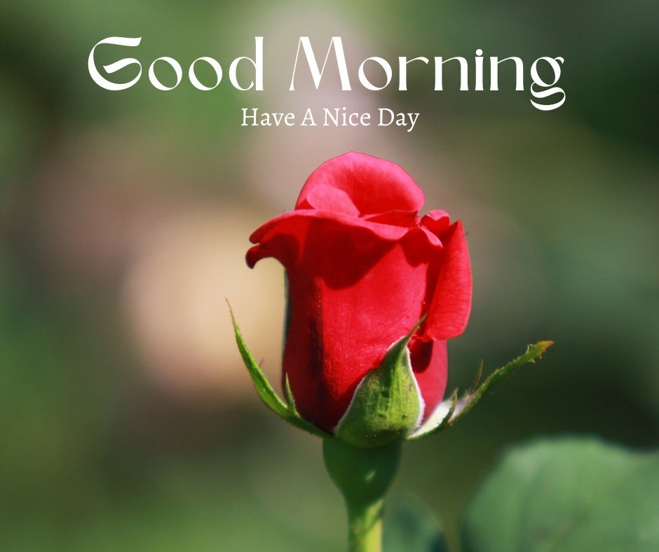 A fresh, budding red rose poised against a soft, natural green background under bright daylight, with the uplifting message "Good Morning, Have A Nice Day" in elegant white font. This image perfectly captures the essence of a new beginning and the beauty of nature, ideal for a rejuvenating and hopeful morning greeting.
