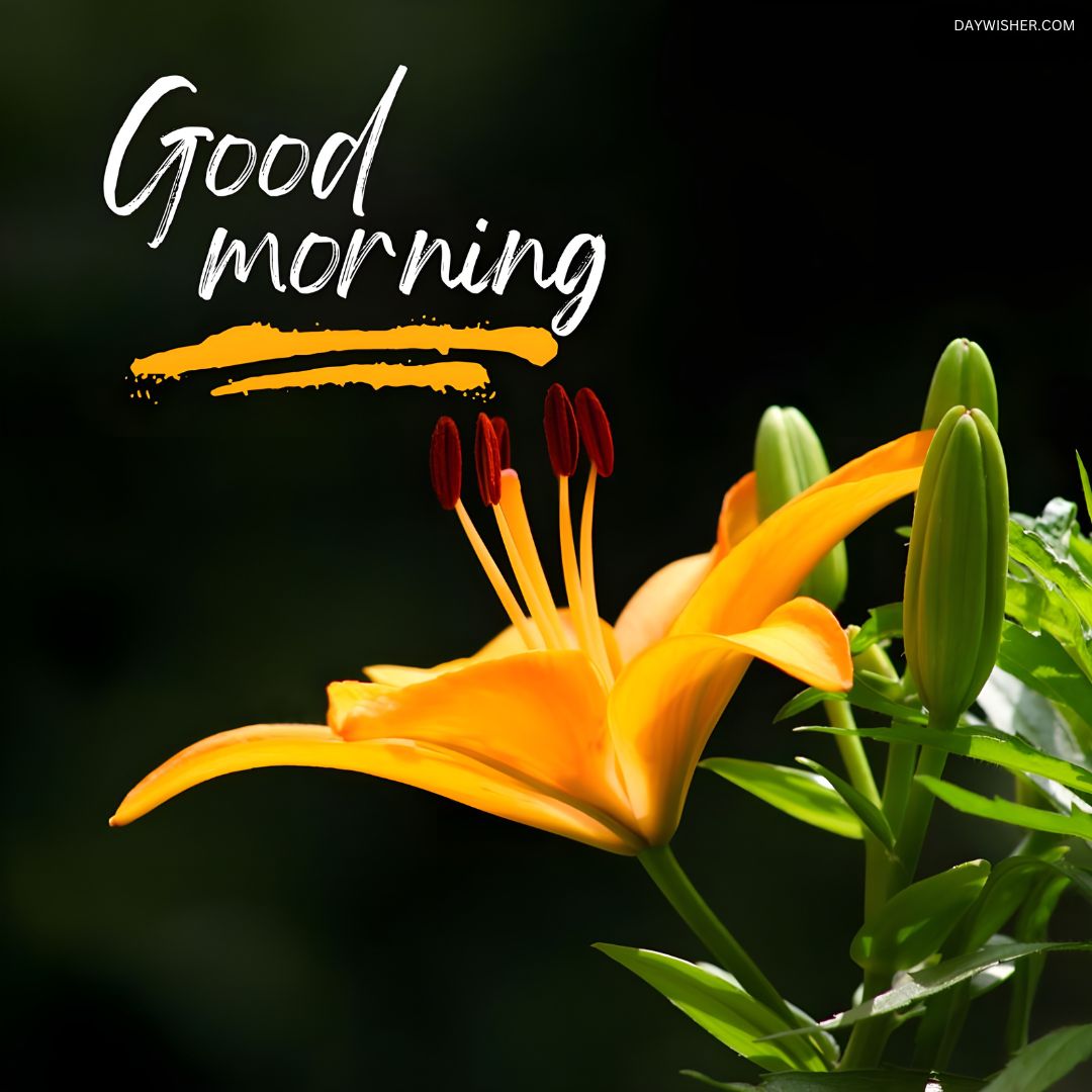 A vivid orange lily showcased against a deep green backdrop, highlighted with a stylish good morning message, perfect for a good morning flowers image to start the day energetically.