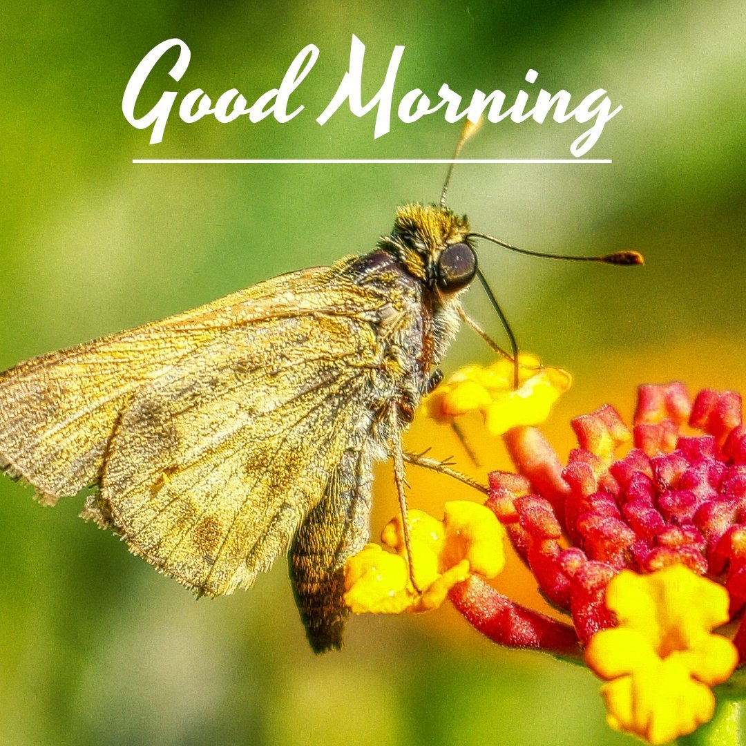 A close-up image of a butterfly perched on a vibrant flower with the text "Good Morning" elegantly displayed above. This beautiful good morning nature image captures the delicate beauty of nature, making it ideal for a cheerful and peaceful start to the day. Perfect for WhatsApp and social media sharing, this new good morning nature image showcases a stunning landscape view.