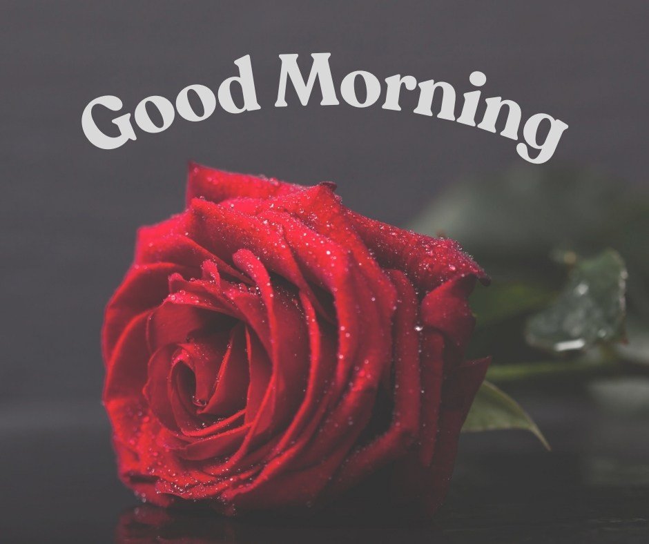 A beautifully captured red rose with dewdrops shimmering on its petals, set against a muted dark background with a simple yet elegant "Good Morning" text. This image perfectly portrays a serene and refreshing start to the day, highlighting the rose's natural beauty and the calmness of the morning.