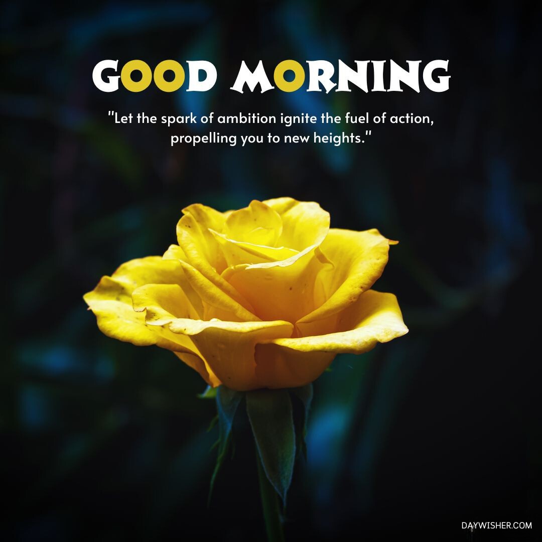 A single vibrant yellow rose blooms magnificently against a dark, blurred background, illuminated by a subtle play of light that highlights its intricate petals and rich color. This striking image is accompanied by an inspirational quote about ambition and action, which adds a motivational touch to the serene morning setting. The simplicity and beauty of the rose make this a perfect good morning greeting to start the day with positivity and inspiration.