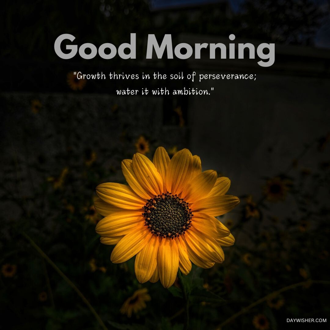 Bright yellow flower with a caption reading "Good Morning, Growth thrives in the soil of perseverance; water it with ambition," set against a dark background.