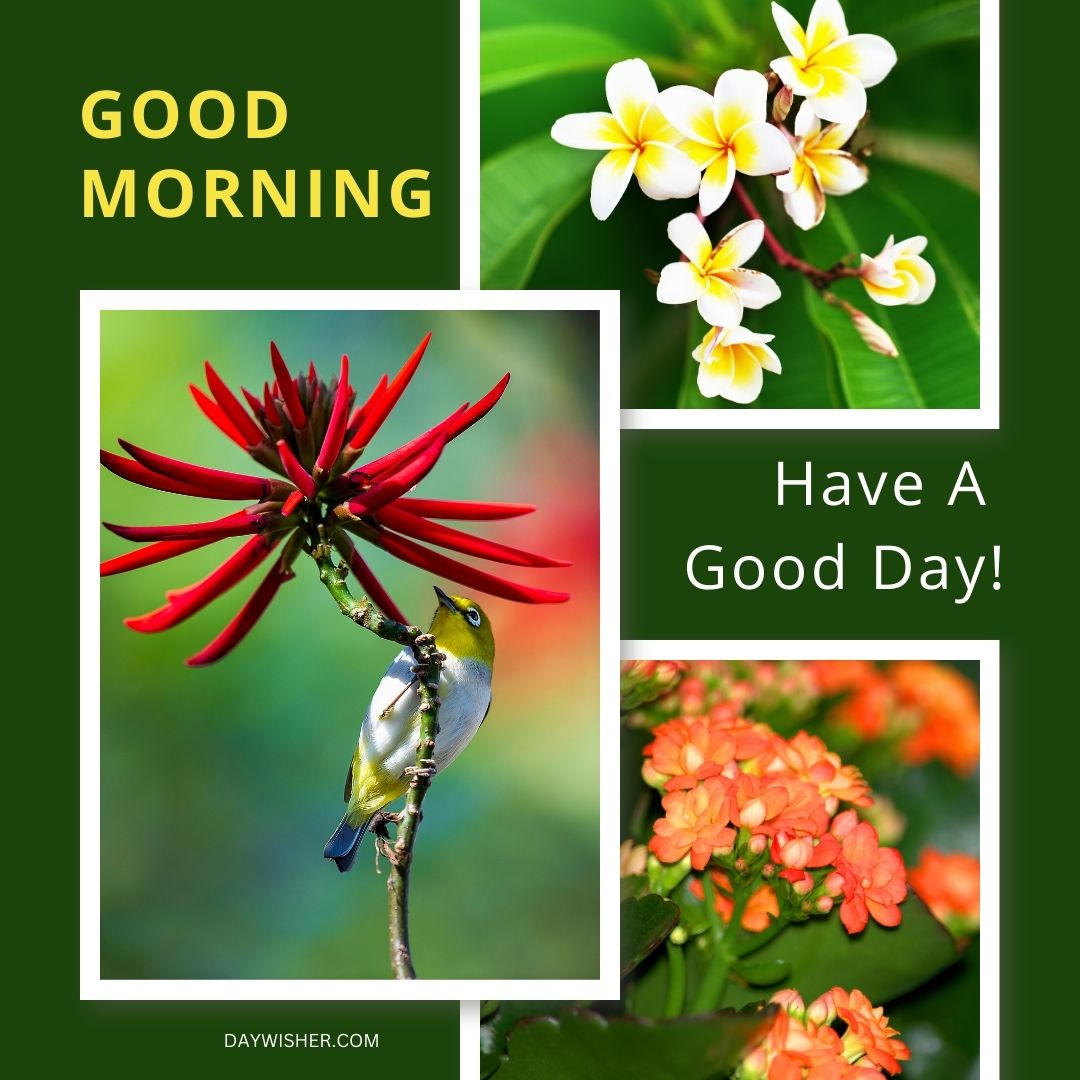 A vibrant collage featuring various elements of nature ideal for a good morning greeting. The main image showcases a bright red flower with a small bird perched delicately on its stem, exemplifying the harmony between flora and fauna. Adjacent images include white and yellow frangipani flowers and a cluster of orange blooms, each captured in their natural setting. This collection of good morning flowers images, set against a green background with messages like "Have A Good Day!" offers a refreshing and cheerful way to start the day, filling it with beauty and inspiration.