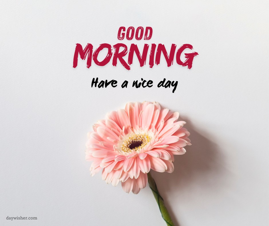 A delicate pink gerbera daisy with a vibrant center, set against a white background, accompanied by cheerful 'Good Morning' and 'Have a nice day' messages in bold red text.