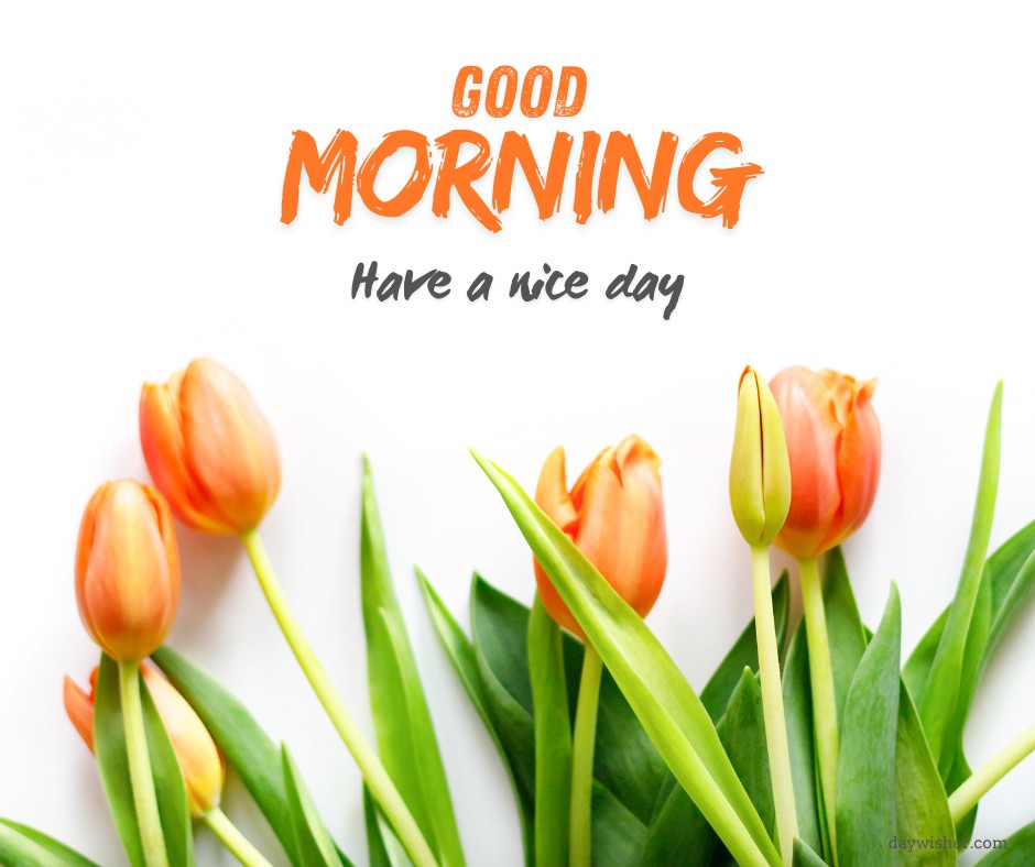 Bright orange tulips with lush green leaves on a crisp white background, complemented by 'Good Morning' and 'Have a nice day' text in vibrant orange