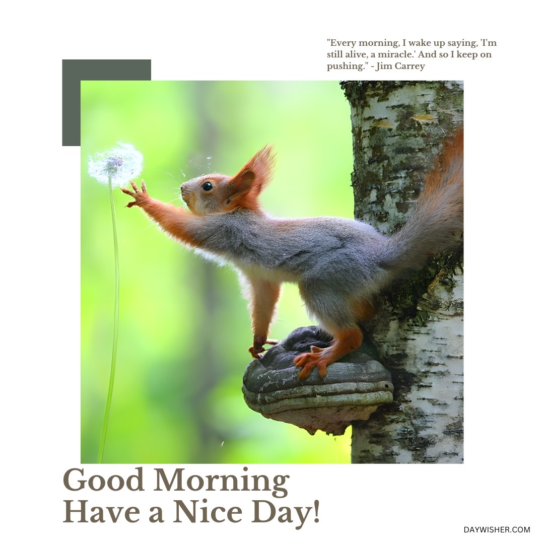 Vibrant photograph of a red squirrel reaching for a dandelion on a green blurred background, perched on a carved stone in a bright forest. Accompanied by a motivational Jim Carrey quote 'Every morning, I wake up saying, I'm still alive, a miracle.' And so I keep on pushing,' enhancing the 'Good Morning, Have a Nice Day!' message.