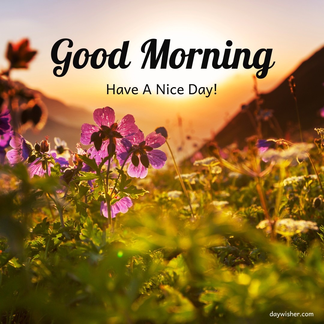 Purple flowers in a meadow illuminated by the warm glow of the sunrise with the text "Good Morning, Have A Nice Day!" written above, capturing the serene beauty of nature and conveying a positive start to the day.