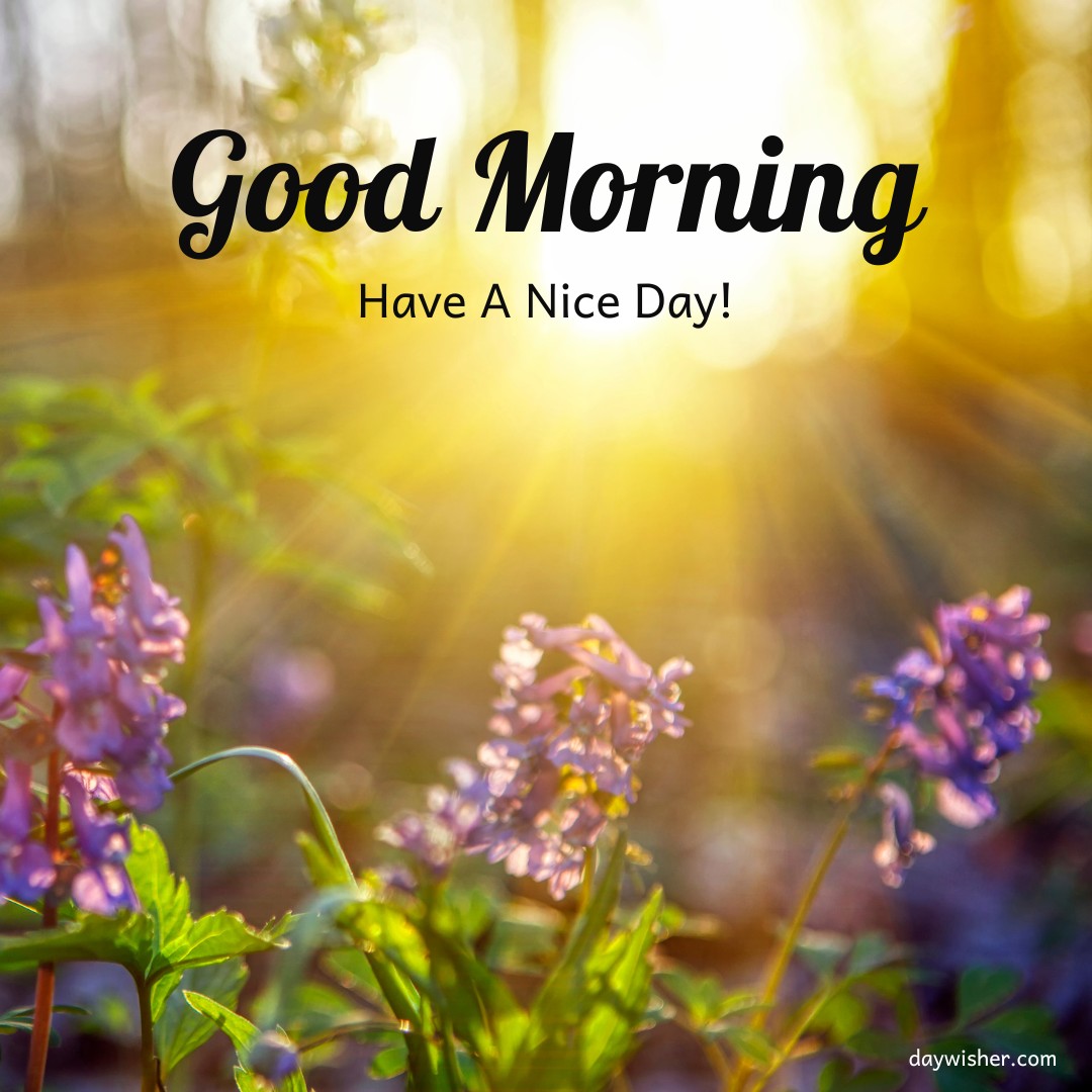 Sunrise illuminating purple flowers with text "Good Morning, Have A Nice Day!" overlaying a bright, nature-themed background.