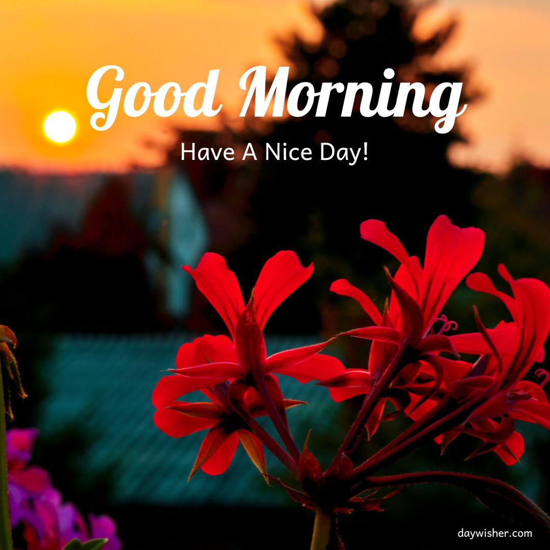 A vibrant sunrise with the sun in the backdrop and the silhouette of bright red flowers in the foreground. Text overlay reads "Good Morning, Have A Nice Day!