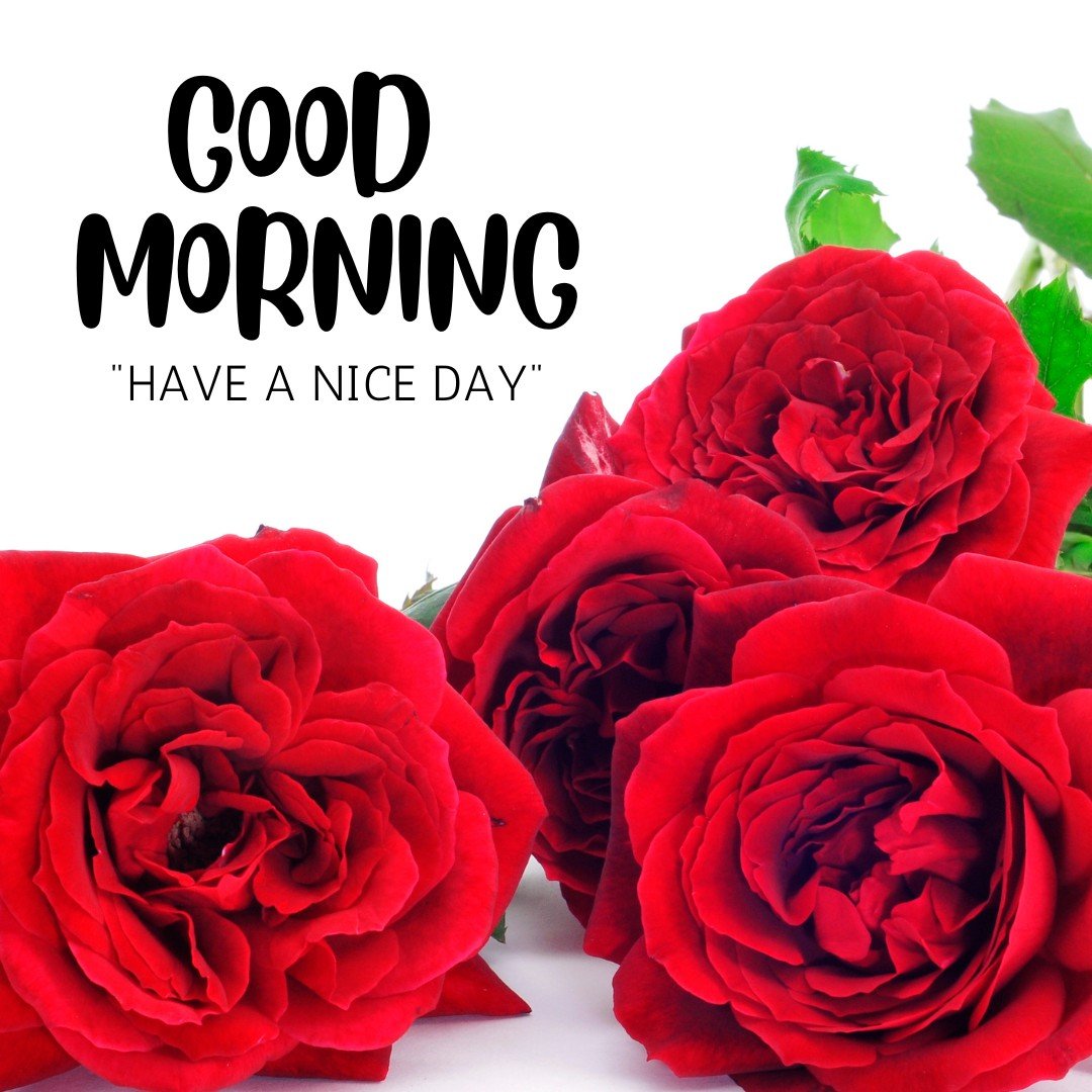 A cluster of vibrant red roses in full bloom, set against a white background with a bold "Good Morning - Have a Nice Day" greeting. This image radiates positivity and warmth, showcasing the lush beauty of roses, making it an ideal morning greeting to start the day with enthusiasm and joy.