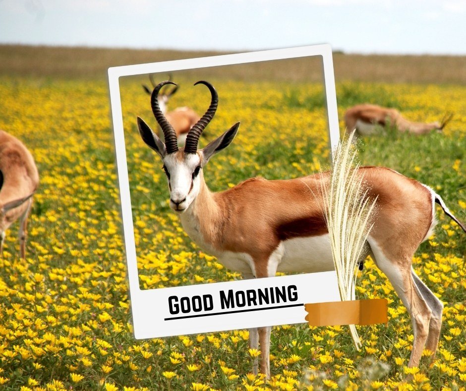 An antelope standing in a vibrant field of yellow flowers with a framed "Good Morning" message overlay. The image captures the beauty of wildlife and nature, making it perfect for good morning nature images, HD quality, and new perspectives to start the day with inspiration and joy.