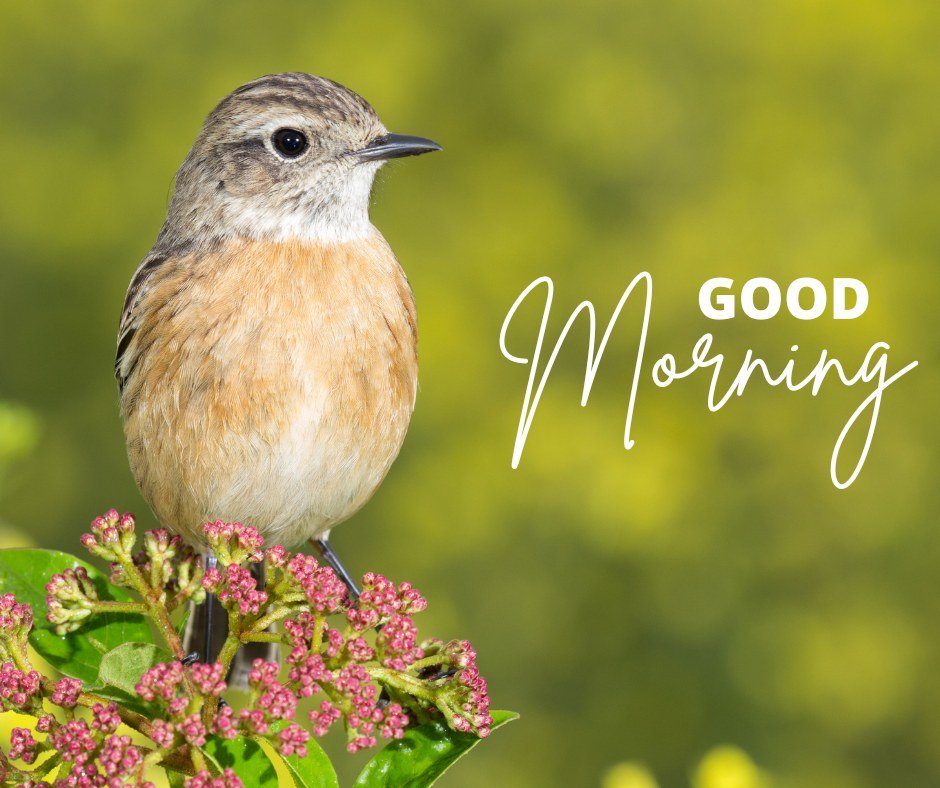A charming good morning image featuring a small bird perched on a branch with pink flowers against a blurred green background. The text "Good Morning" is written in an elegant white font. The image captures the delicate beauty of nature, making it perfect for a refreshing and cheerful morning greeting.