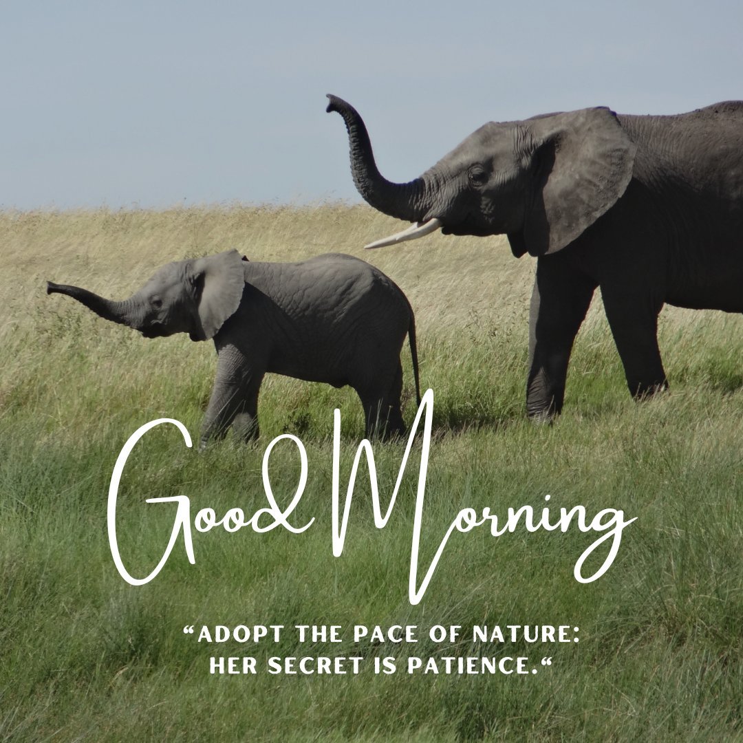 A serene good morning image featuring an adult elephant and a baby elephant walking together in a grassy field under a clear blue sky. The text "Good Morning" is written in an elegant font, accompanied by the quote "Adopt the pace of nature: her secret is patience." This image captures the beauty and tranquility of nature, making it perfect for a calm and inspiring morning greeting.