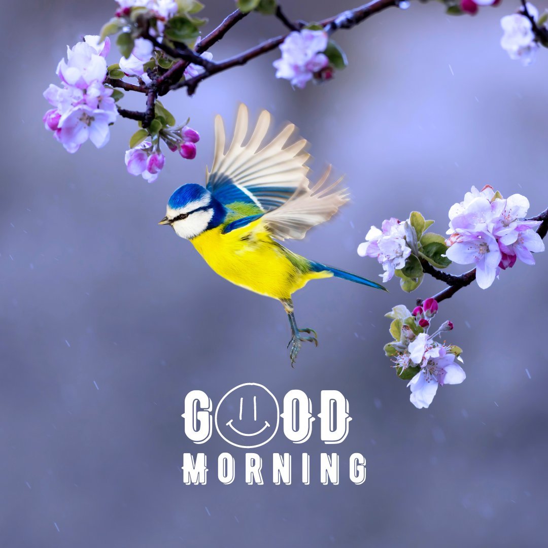 A beautiful good morning image featuring a vibrant blue and yellow bird in mid-flight, with its wings spread wide, near blossoming pink and white flowers. The background is a soft blur of purple hues. The text "Good Morning" is written in a playful font with a smiley face illustration. This image captures the grace and liveliness of nature, making it perfect for a cheerful and refreshing morning greeting.