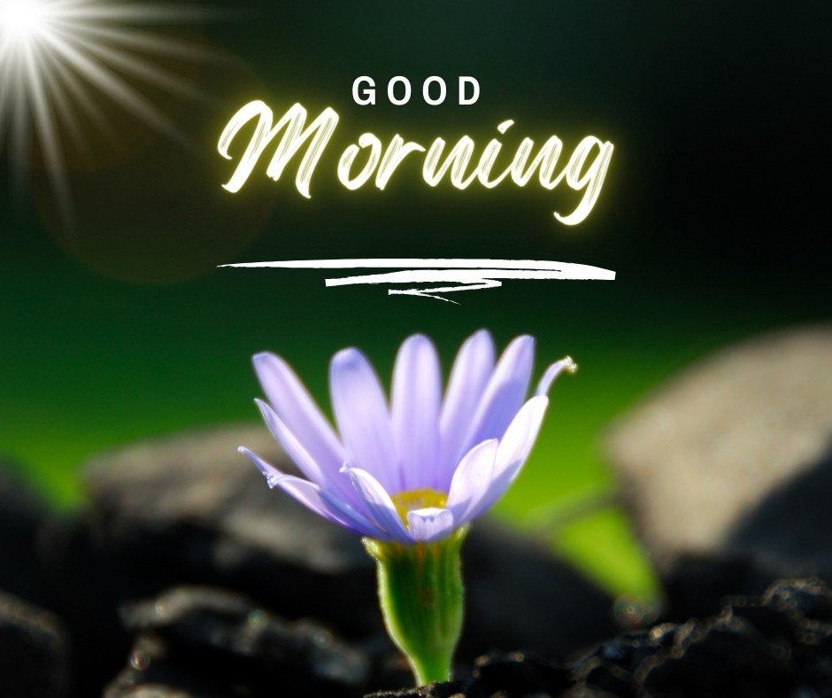 A delicate purple flower blooming among rocks with a glowing "Good Morning" text and a ray of sunlight shining down. Perfect for good morning nature images, HD quality, and inspiring landscapes to start the day with beauty and positivity.