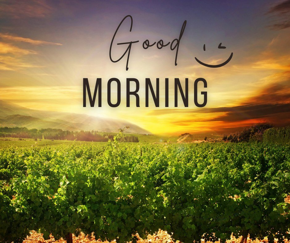 A vibrant good morning image showcasing a lush green vineyard under a stunning sunrise. The sky is painted with hues of orange, yellow, and purple as the sun rises over the distant hills. The text "Good Morning" is written in a stylish font with a smiley face illustration. This image captures the beauty and tranquility of a morning in the countryside, perfect for a refreshing and cheerful morning greeting.