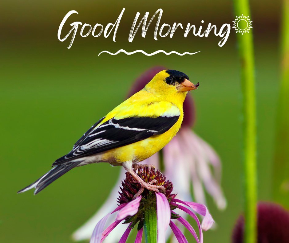 A vibrant good morning image featuring a yellow and black bird perched on a purple coneflower against a blurred green background. The text "Good Morning" is written in a stylish font with a sun illustration. This image captures the colorful beauty of nature, making it perfect for a cheerful and refreshing morning greeting.