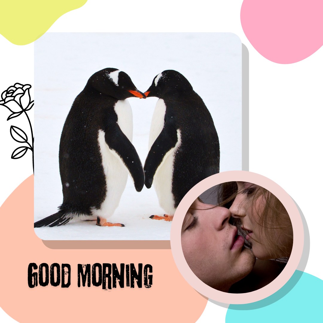 A cute photo of two penguins touching beaks, framed with a smaller inset of a couple sharing an intimate kiss. The text "Good Morning" is displayed at the bottom, with colorful abstract shapes and a floral accent adding a playful touch. Perfect for a sweet and charming morning greeting.