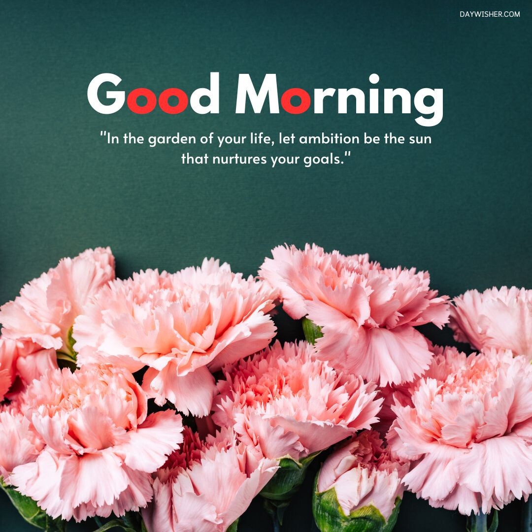 Lush pink carnations on a deep green background with an inspiring good morning message about ambition and goals, perfect as a good morning flowers image that encourages growth and determination.