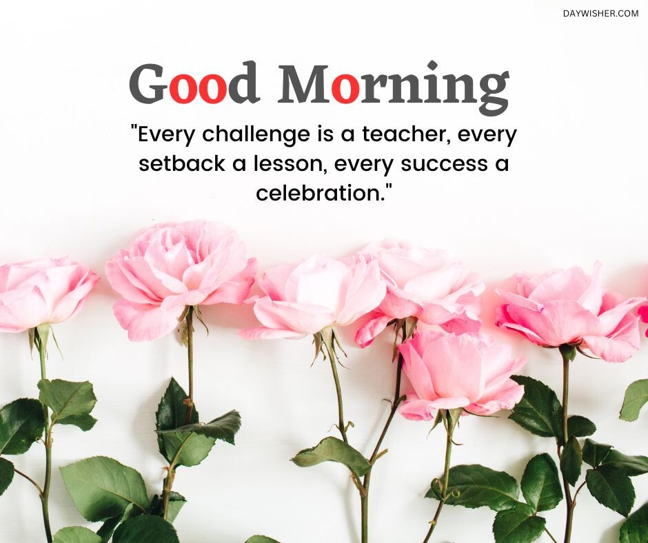 Pink roses lined up against a white background, complemented by a good morning message about challenges, lessons, and celebrations, ideal as a good morning flowers image that conveys hope and learning.