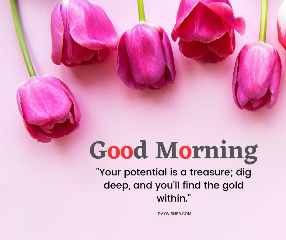 A row of vibrant pink tulips with stems elegantly laid out on a soft pink background, accompanied by a good morning quote encouraging the discovery of one's potential. Ideal for sharing as good morning flowers images to inspire and uplift.