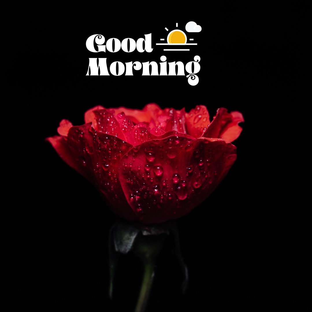 A stunning close-up of a red rose with sparkling dewdrops against a dark background, accompanied by a creative "Good Morning" emblem featuring sun and cloud icons. This image emphasizes the rose's vivid petals and natural beauty, making it a powerful and visually striking morning greeting.