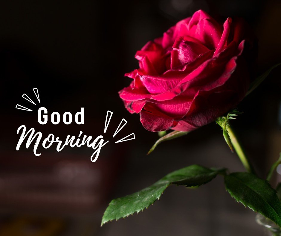 An elegant good morning image highlighting a single deep red rose in a dimly lit setting, creating a dramatic effect. The "Good Morning" text is styled in a playful, modern white font with dynamic rays around it, enhancing the overall vibrant and welcoming vibe of the image. This makes it a perfect choice for an inspiring and lively morning message.