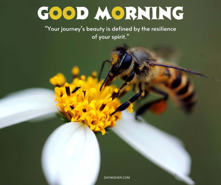 A close-up image of a bee collecting pollen from the vibrant yellow center of a white daisy. The background is a soft green, focusing attention on the intricate details of the bee and the flower. The petals of the daisy spread out crisply against this backdrop, enhancing the natural beauty of the scene. This image not only captures a moment of nature's everyday wonders but also conveys a message of resilience and beauty, making it a perfect good morning greeting.